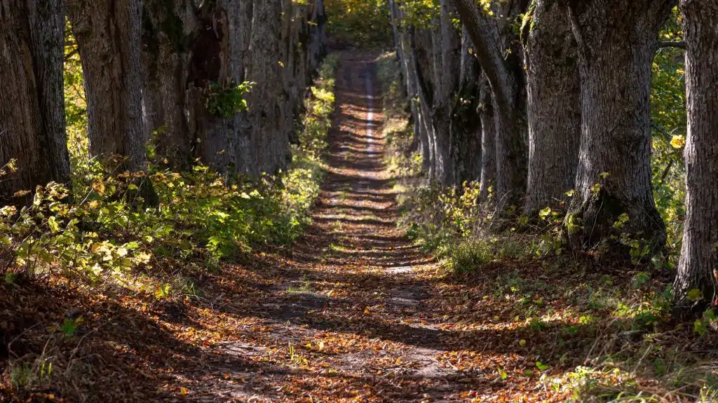 A tranquil forest path lined with trees showcasing vibrant autumn colors during daylight