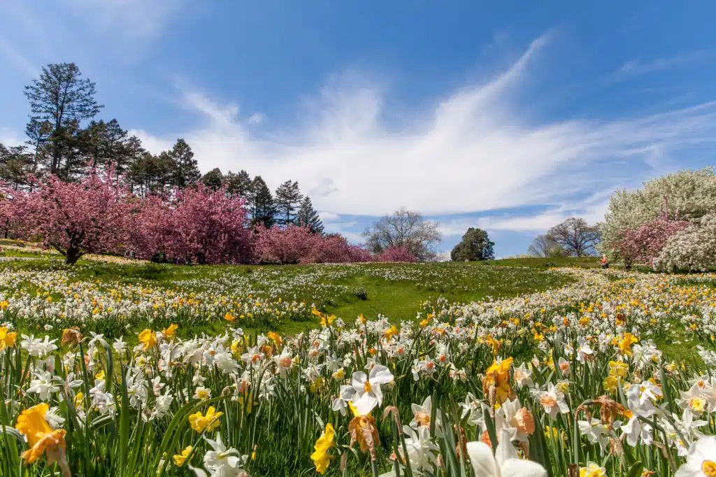 Spring time in New York, field of daffodils and cherrie trees are just stunning to look at